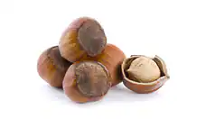 فندق